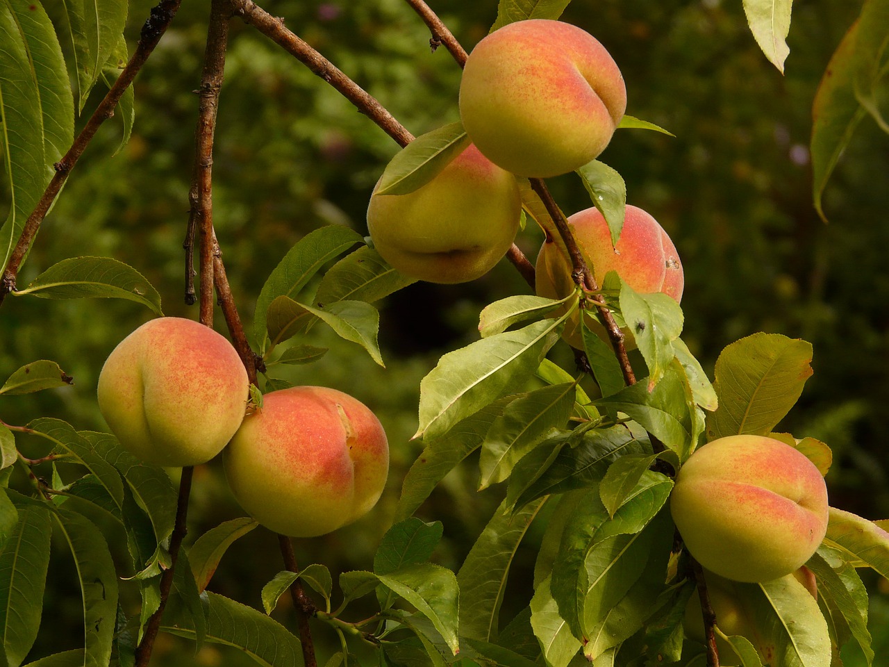 怀孕可以吃桃子吗 桃子的功效与作用禁忌