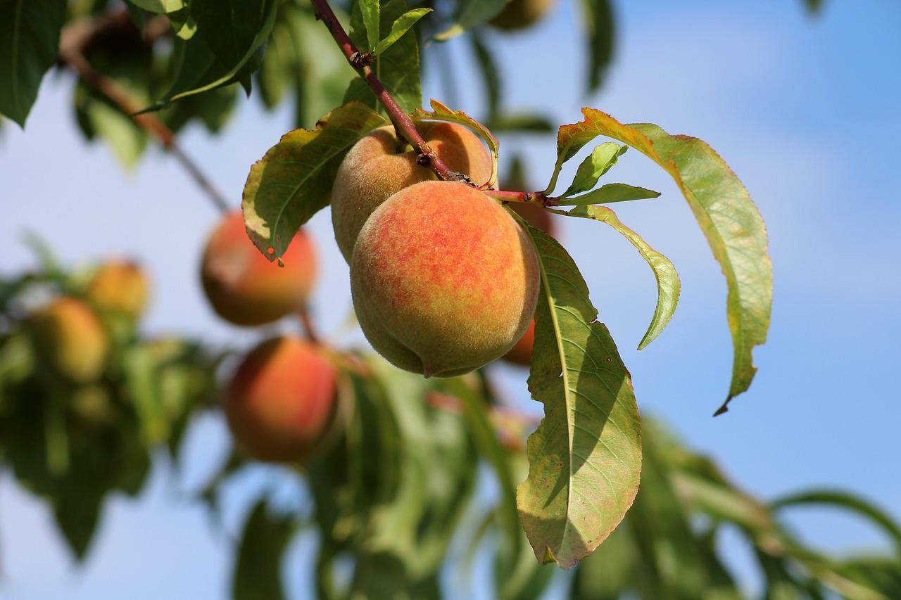桃子的功效与作用禁忌 孕妇可以吃桃子吗