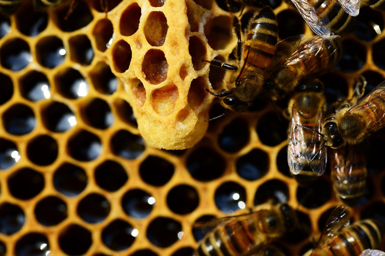 蜂蜜的功效与作用 蜂蜜水可以解酒吗