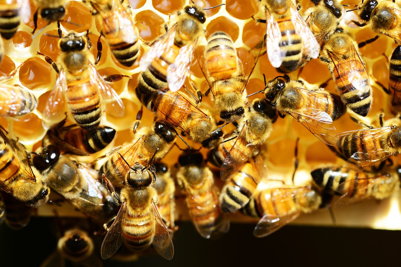 蜂蜜怎么吃最好 喝蜂蜜水的最佳时间表