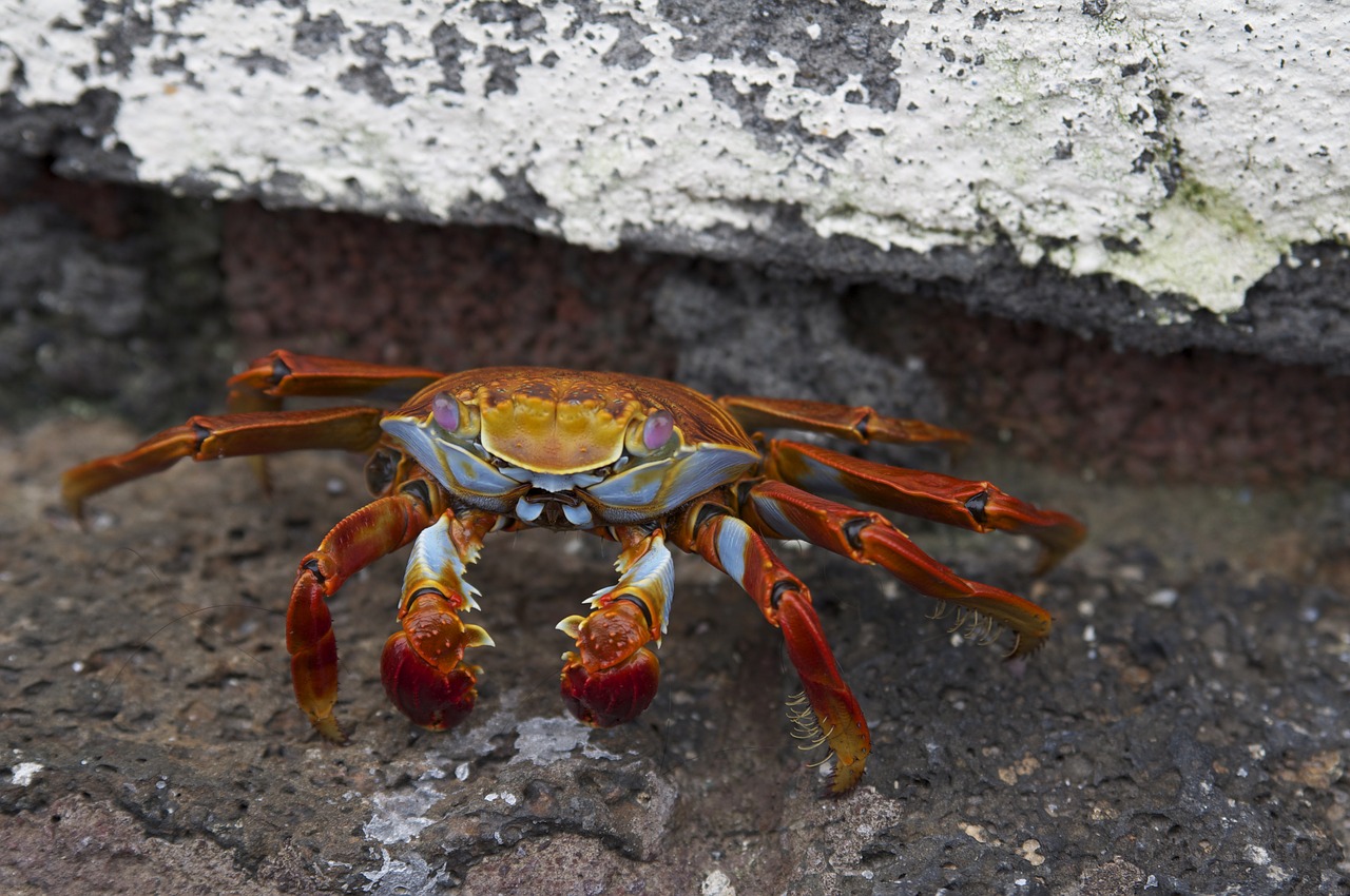 螃蟹的营养价值及功效 感冒能吃螃蟹吗