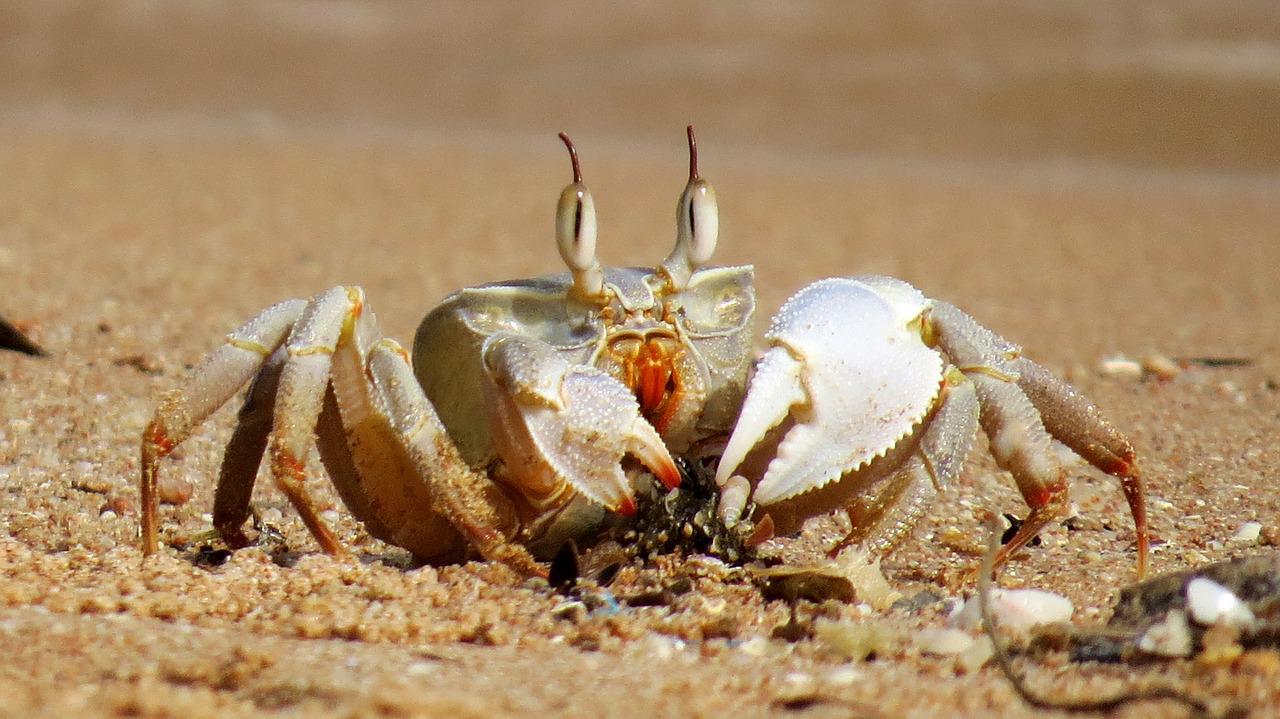 感冒能吃螃蟹吗 螃蟹不能和什么一起吃