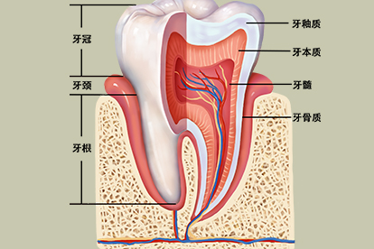 牙齿结构图