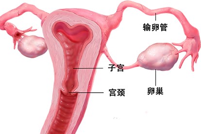 子宫附件结构图