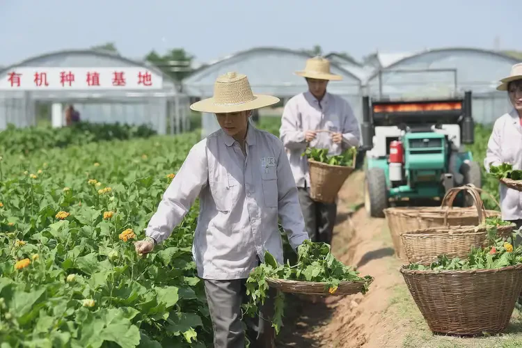 2025年贵州黔南种植面膜哪家做的好(图3)