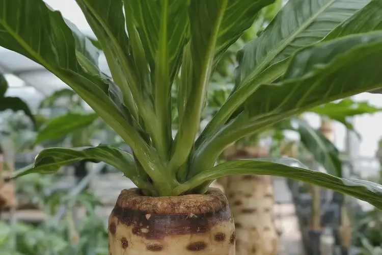 糖尿病早期可以吃高良姜吗(图4)