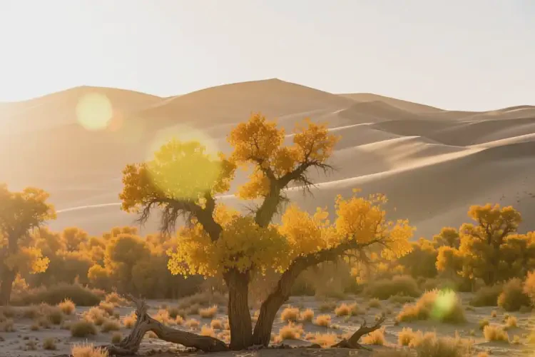 2025年新疆胡楊河超聲刀哪家做的好(圖2)