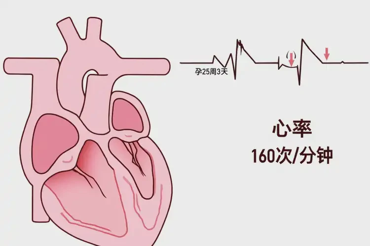 孕25周3天胎心160正常嗎(圖4)