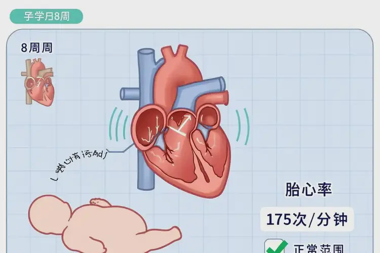 懷孕8周胎心175正常嗎(圖4)