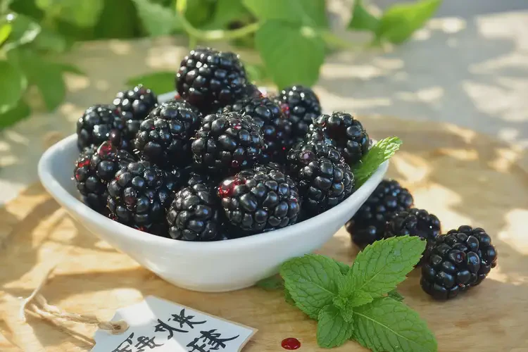 痤瘡能長期吃黑莓嗎(圖4)