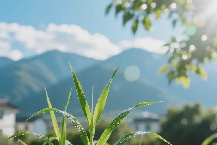 云南大理痤瘡調(diào)理醫(yī)?？梢詧箐N多少(圖4)