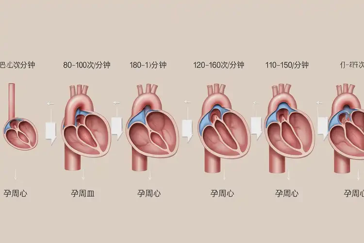 懷孕第2周胎心率90怎么回事(圖2)