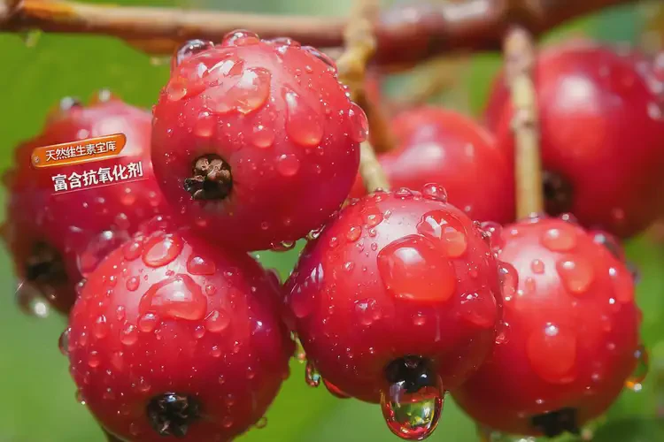 中年人糖尿病晚期能吃花楸吗(图3)