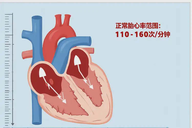 懷孕36周胎心78有危險嗎(圖3)