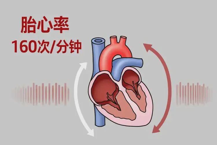 孕12周5天胎心率160多還能保住嗎(圖4)