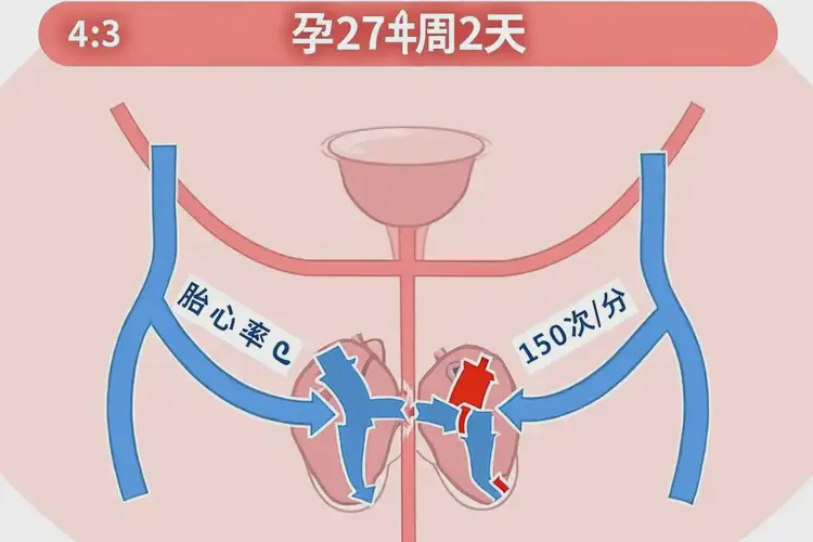 孕27周2天胎心150左右正常嗎(圖4)