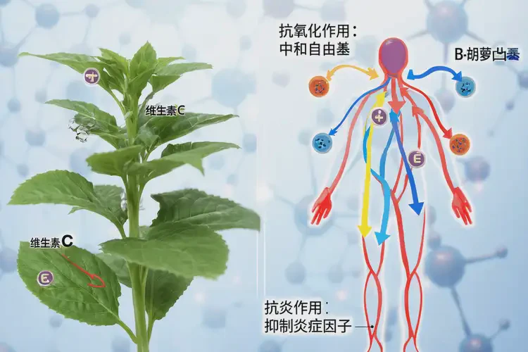 女人糖尿病可以吃紫苏吗(图2)