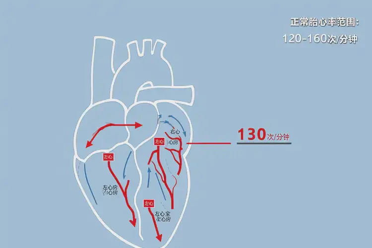 懷孕三個(gè)多月胎心130正常嗎(圖2)