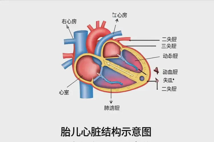 懷孕七個(gè)半月胎心率88還要保胎嗎(圖3)