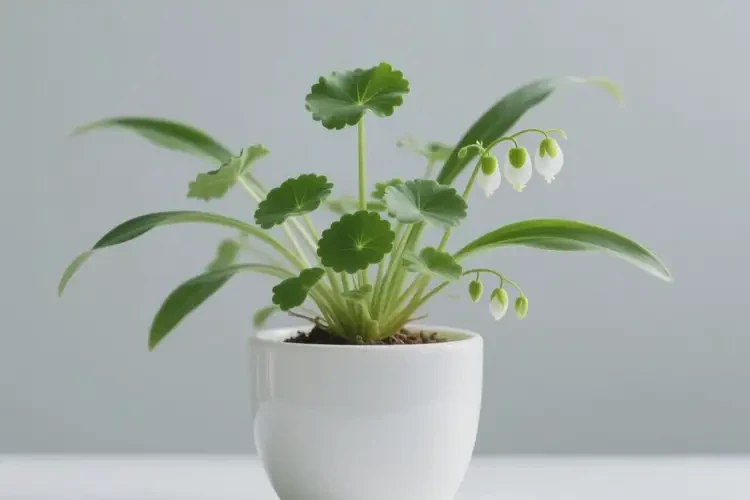 女性糖尿病初期可以吃玉荷包草吗(图2)