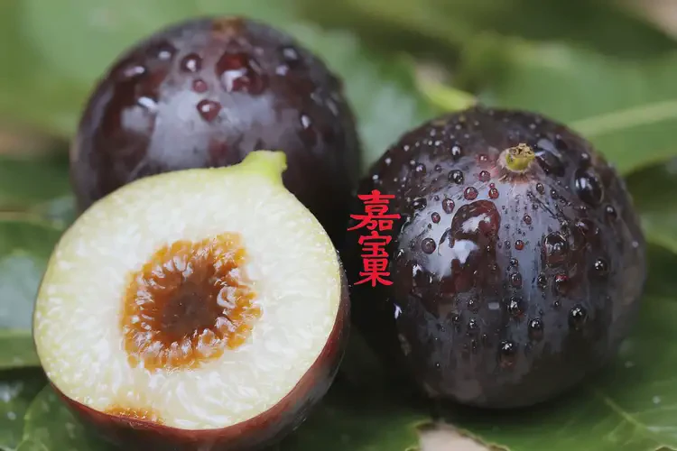 出院后可以吃嘉寶果嗎(圖4)