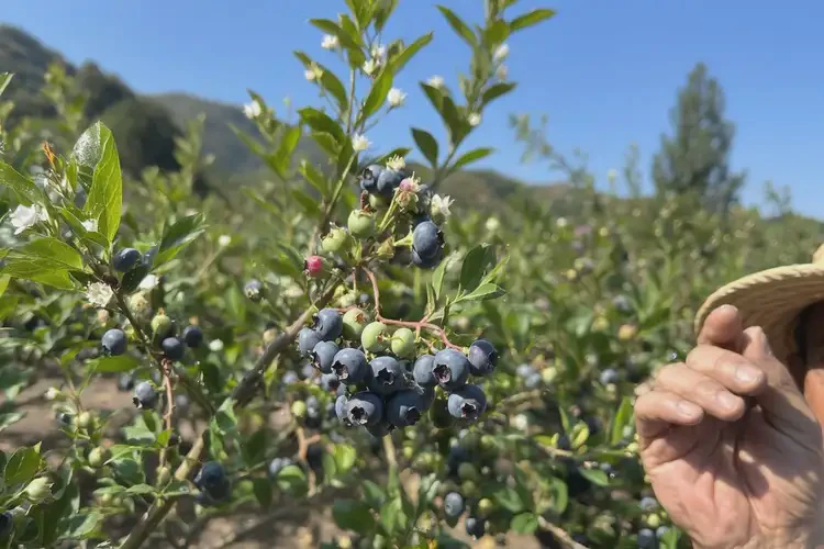懷孕第13周可以吃藍莓嗎(圖1)