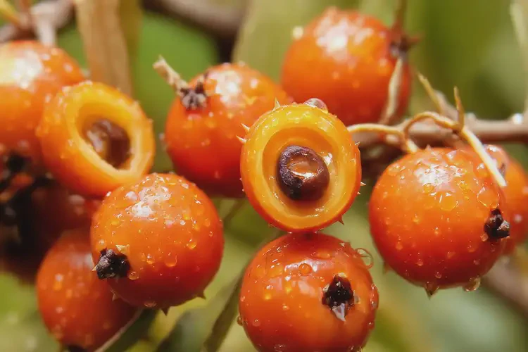 孕29周吃沙棘可以嗎(圖1)