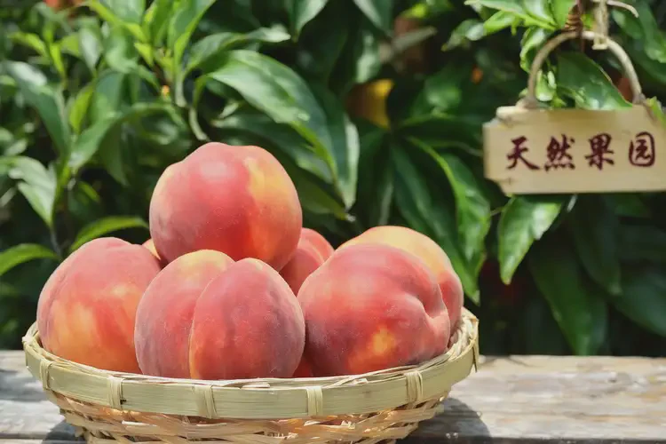 孕21周可以吃桃子嗎(圖4)