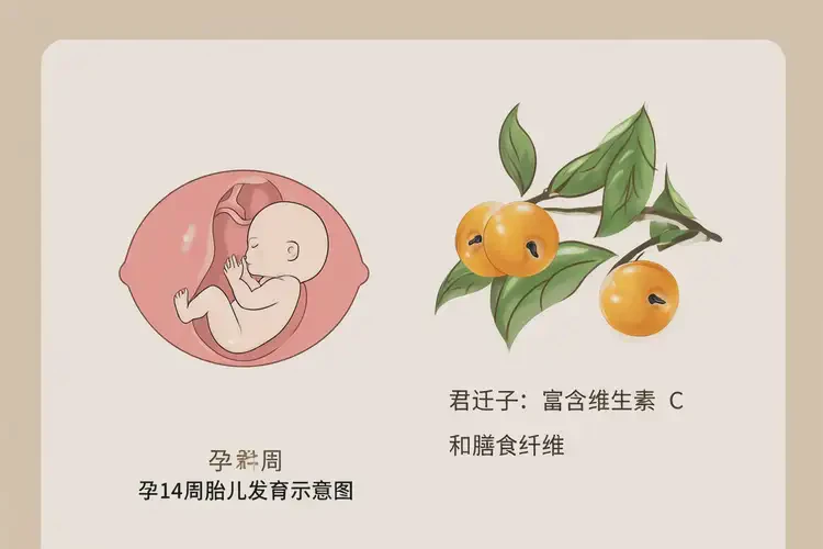 孕14周吃君迁子可以吗(图2)