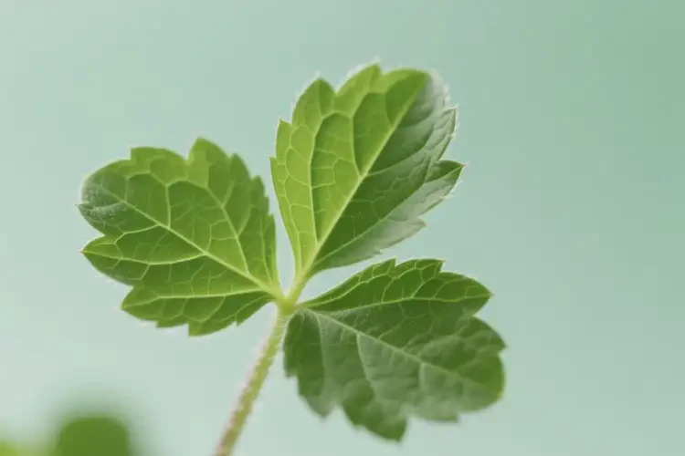 女性糖尿病初期可以吃玉荷包草吗(图3)