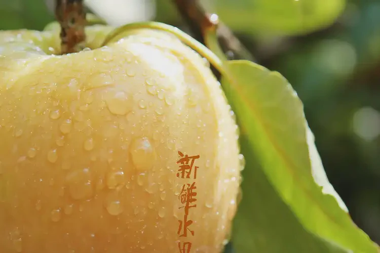 怀孕九个多月吃地果可以吗(图4)