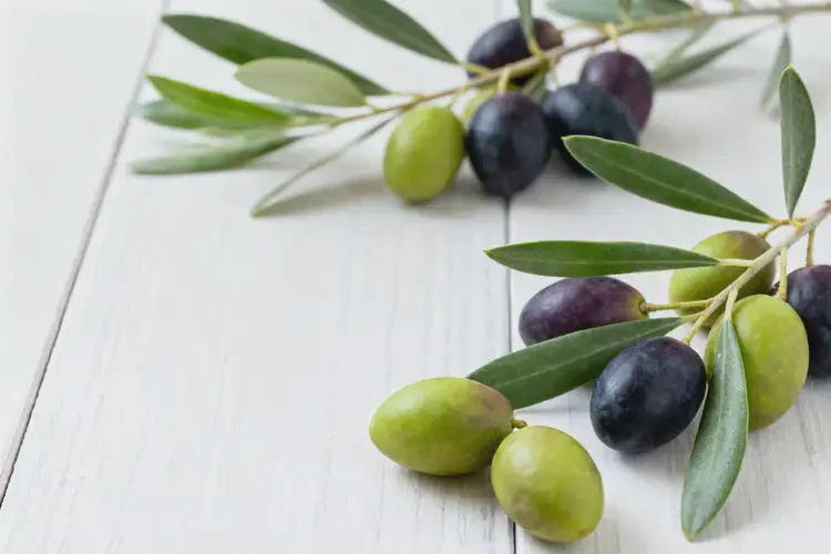 懷孕五個月可以吃橄欖嗎(圖3)