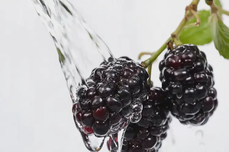 懷孕60天吃桑葚可以嗎