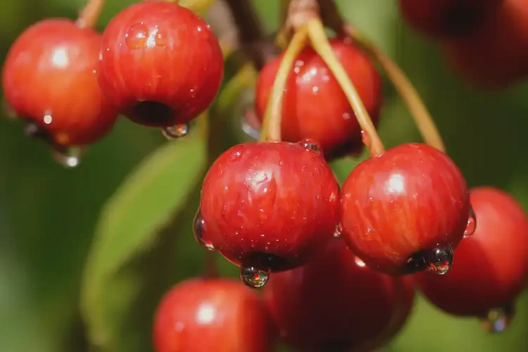 懷孕第30周可以吃花楸嗎(圖3)