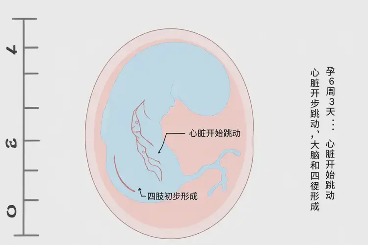 孕6周3天吃金鈴子可以嗎(圖2)
