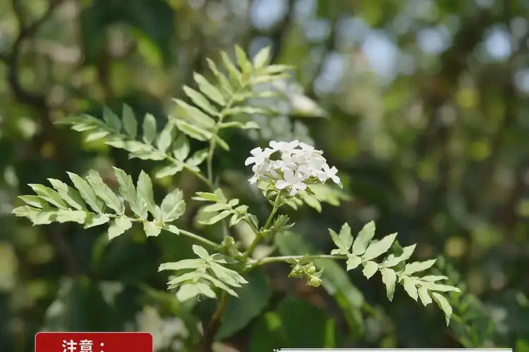 懷孕39周可以吃珍珠梅嗎(圖2)