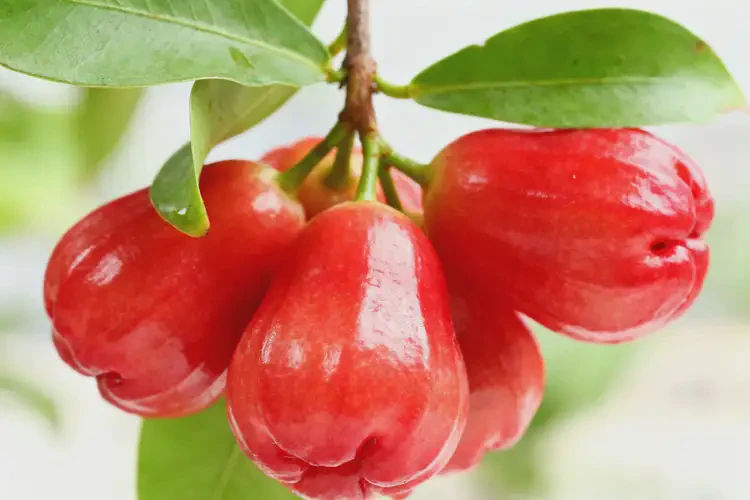 發(fā)育期女生可以吃針葉櫻桃嗎(圖1)