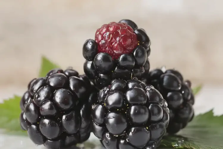 懷孕第4周可以吃黑莓嗎