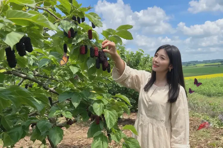 女性備孕期可以吃桑葚嗎(圖1)