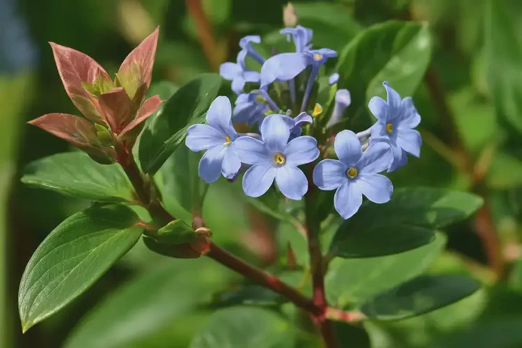 懷孕10多天可以吃木藍嗎(圖2)