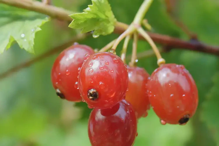 孕28周5天吃紅醋栗可以嗎