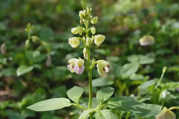 懷孕50天可以吃玉荷包草嗎(圖3)