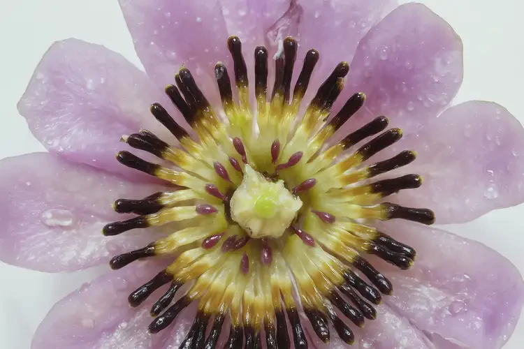 懷孕11周吃西番蓮可以嗎(圖3)