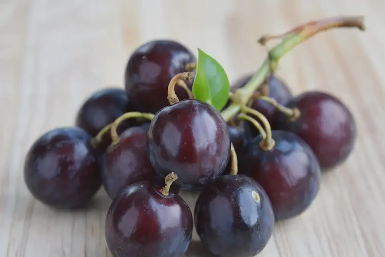 備孕期可以吃君遷子嗎(圖3)