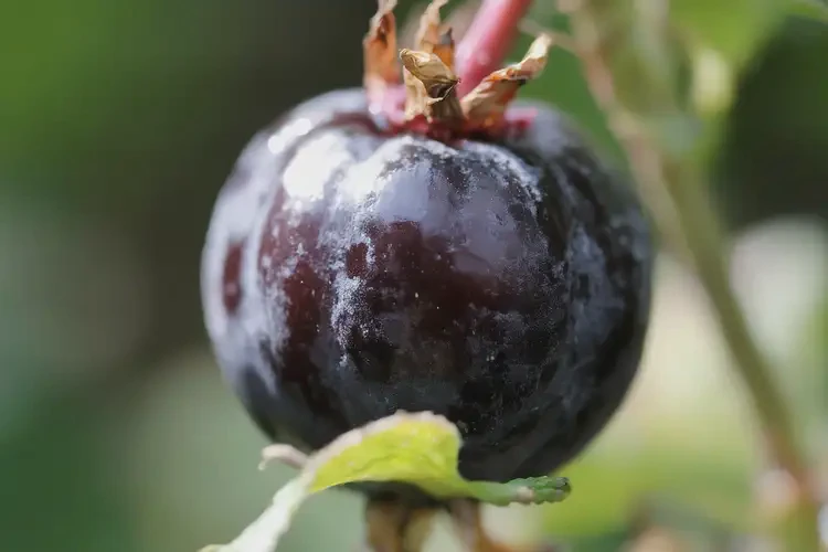 懷孕1個多月吃野櫻莓可以嗎(圖2)