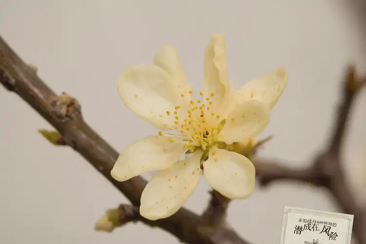 懷孕第32周吃蠟梅可以嗎(圖2)