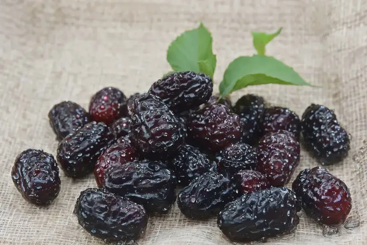 孕8周4天吃桑椹可以嗎(圖1)