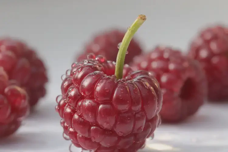 三伏天可以吃蛇莓嗎(圖4)