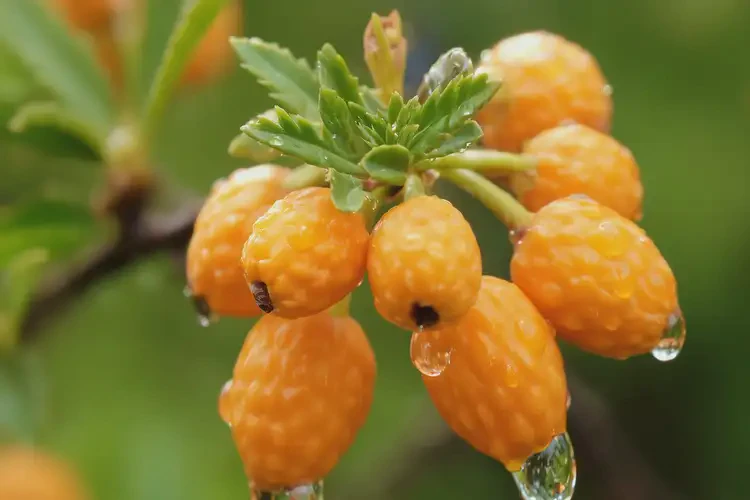 孕40周3天吃沙棘可以嗎(圖3)