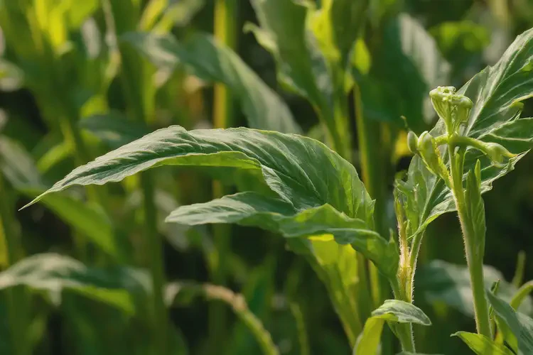 孕38周6天吃玉荷包草可以吗(图3)